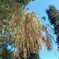 Dendrocalamus giganteus Munro